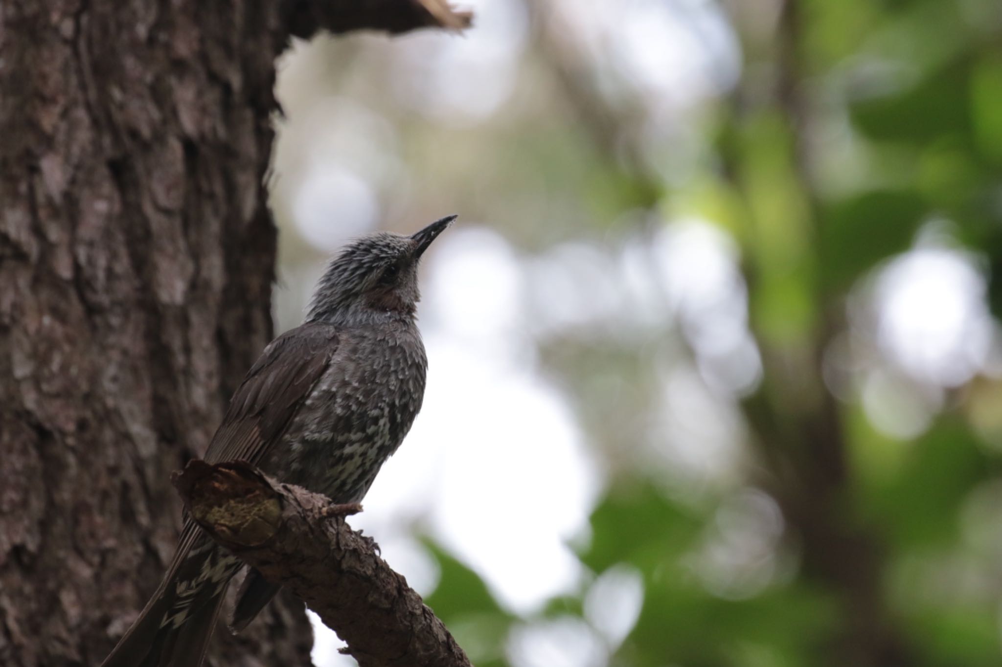 Brown-eared Bulbul