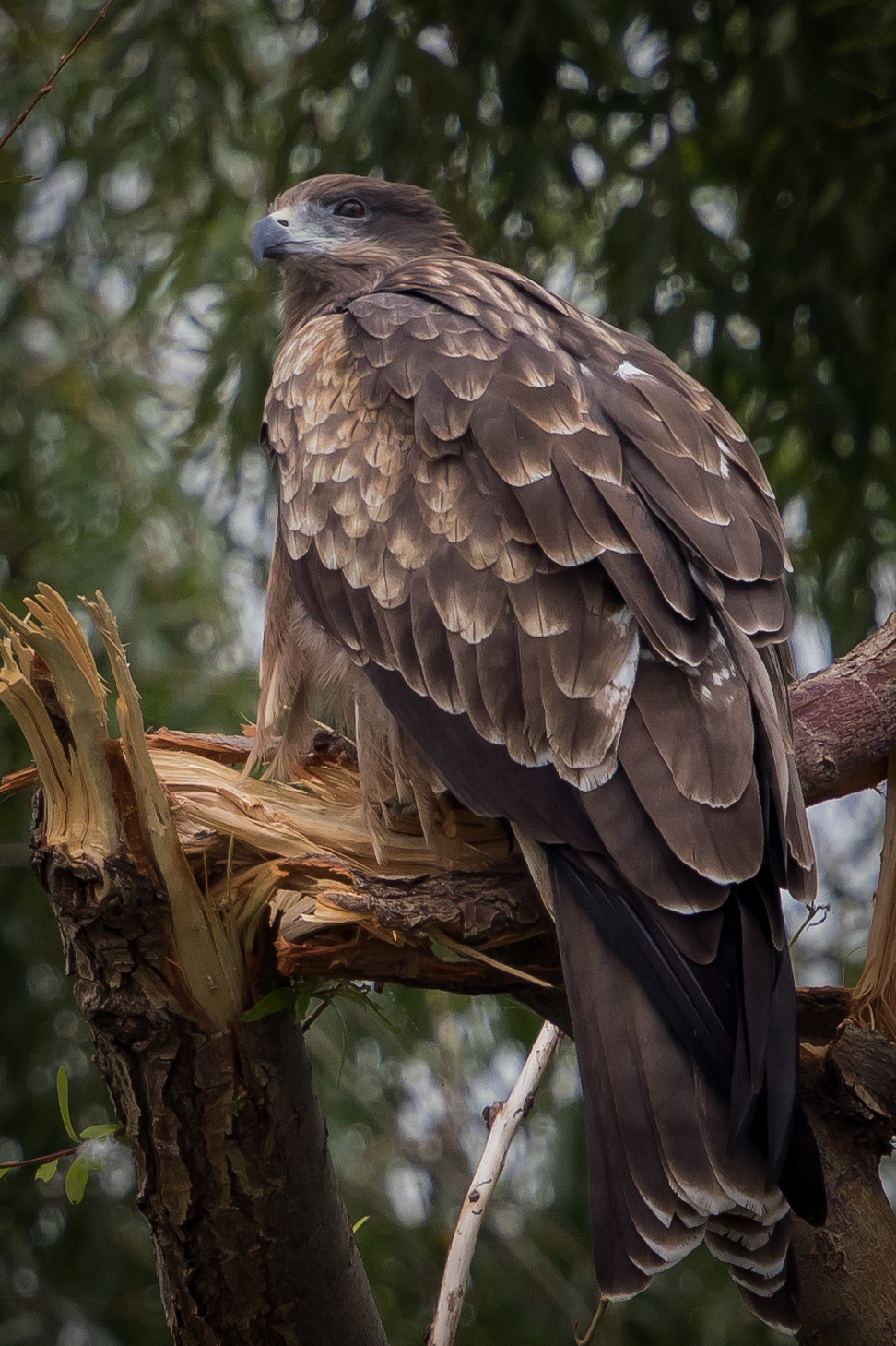 Photo of Black Kite at 多摩川(浅川合流付近) by 子宝貧乏