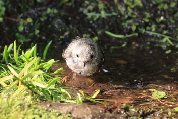 2019年7月10日(水) 北海道 函館市 見晴公園の野鳥観察記録