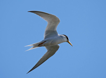 Little Tern 朝霞調節池 Sat, 5/25/2019