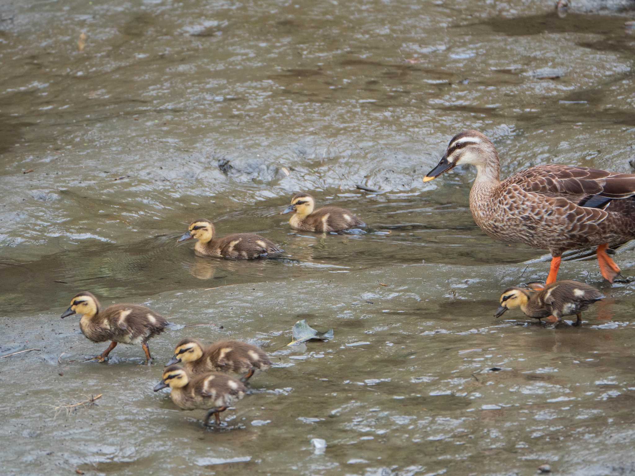 Eastern Spot-billed Duck