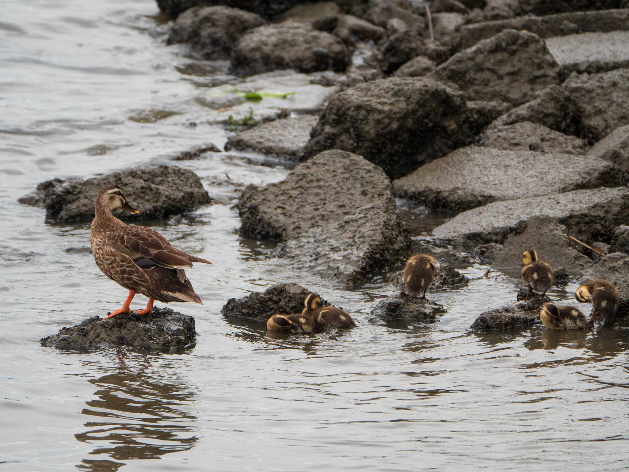 Eastern Spot-billed Duck