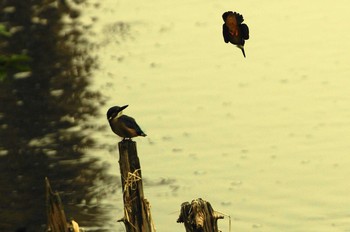 カワセミ 野川 2019年6月21日(金)