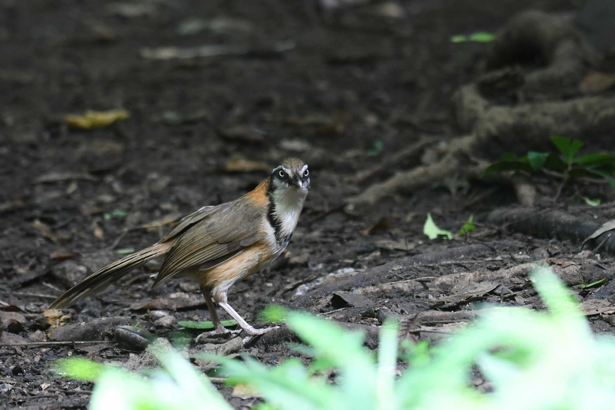 ケーン・クラチャン国立公園 ヒメクビワガビチョウの写真 by あひる