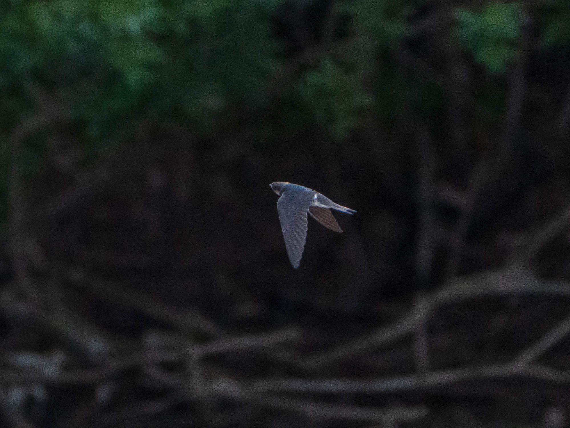 Photo of Barn Swallow at 荒川生物生態園(東京都板橋区) by ryokawameister