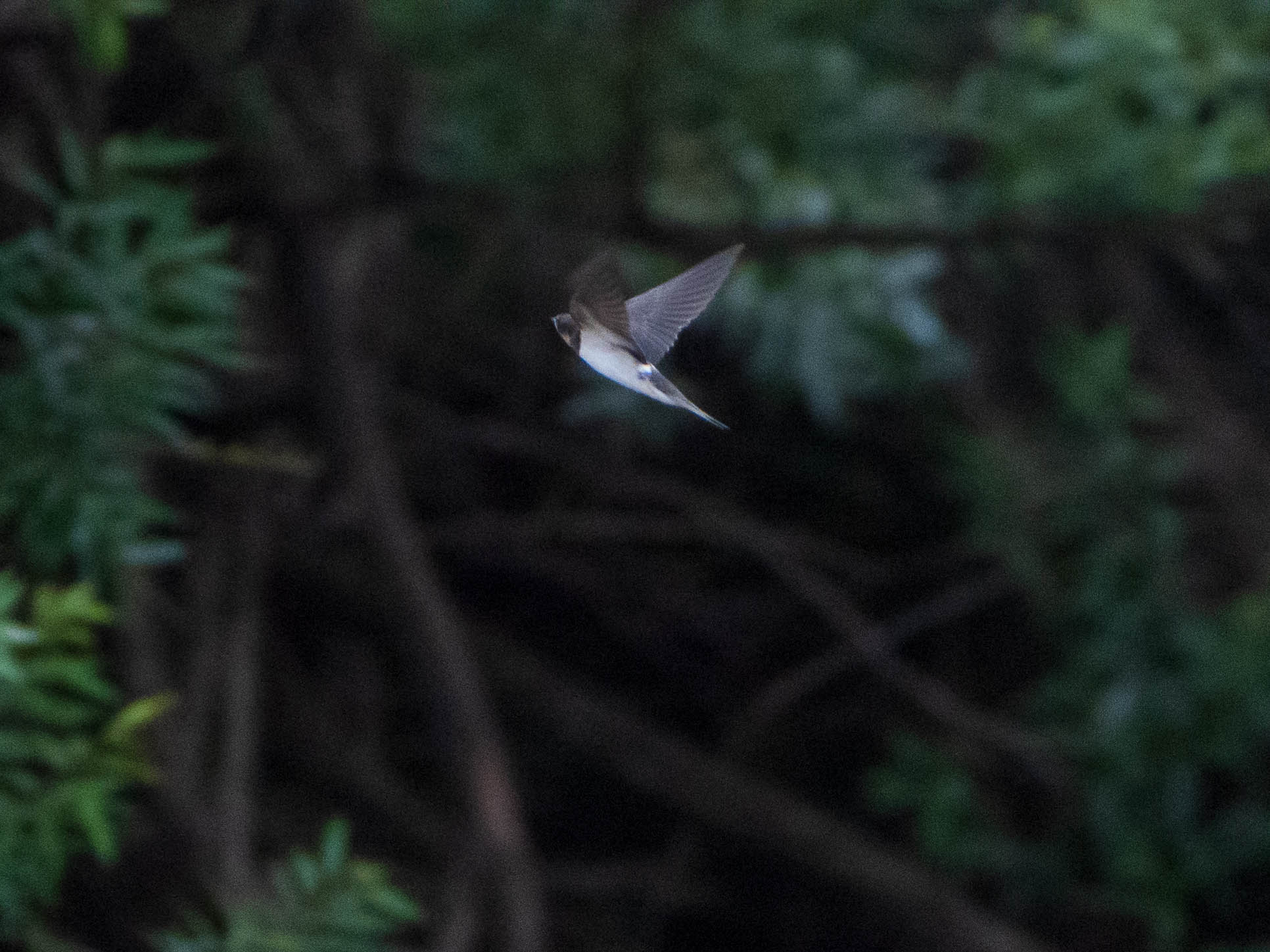 Barn Swallow