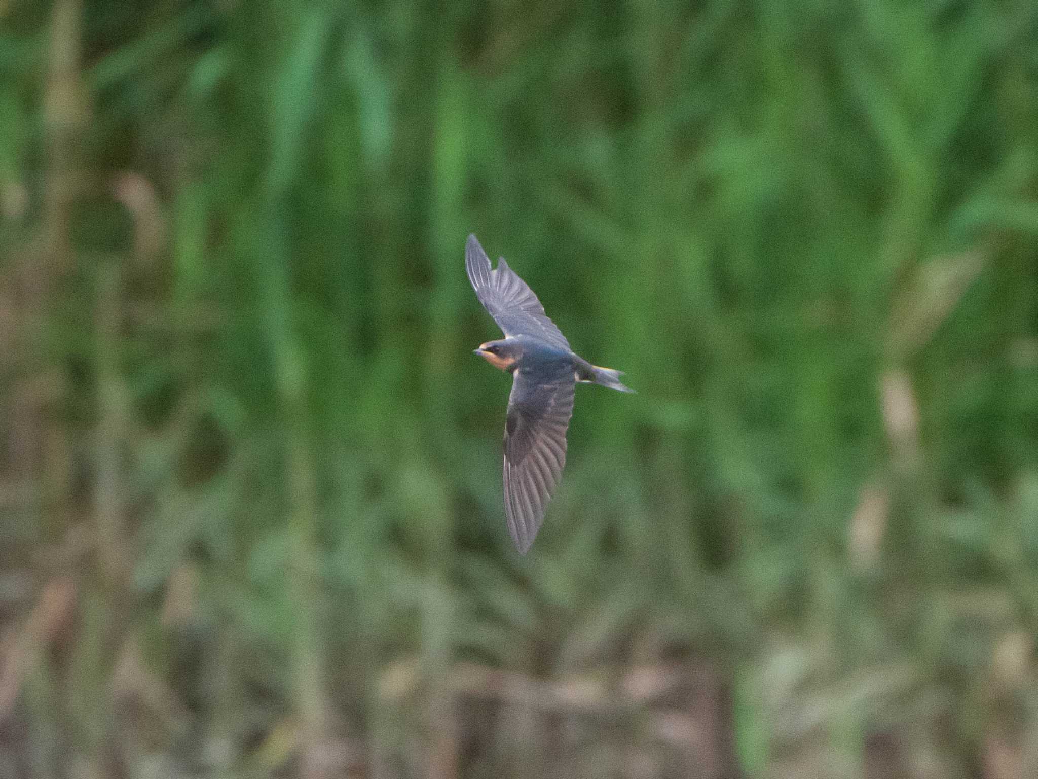 Photo of Barn Swallow at 荒川生物生態園(東京都板橋区) by ryokawameister