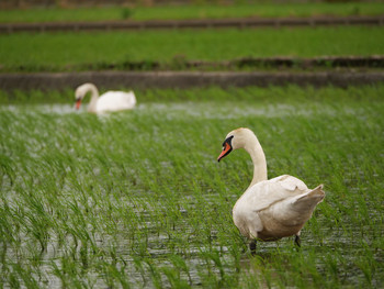 Mute Swan 手賀沼周辺 Tue, 5/28/2019