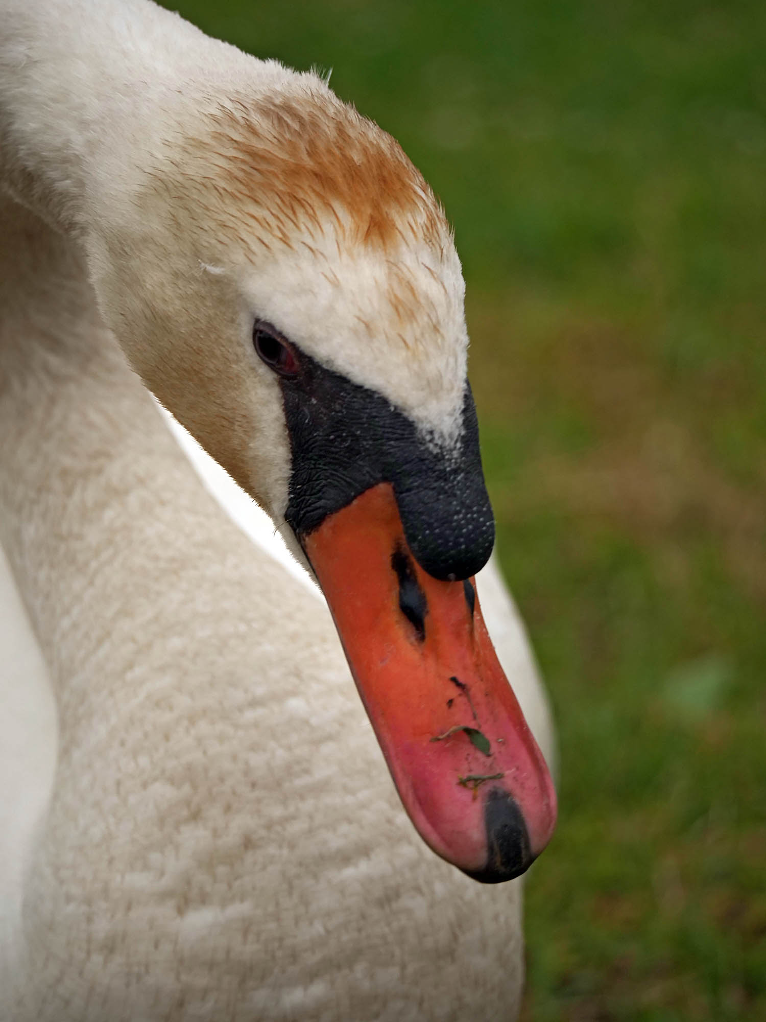 Photo of Mute Swan at Teganuma by Rothlega
