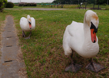 Mute Swan Teganuma Tue, 5/28/2019