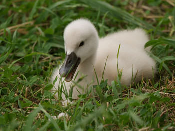 Mute Swan Teganuma Tue, 5/28/2019