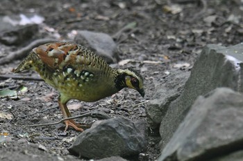 Bar-backed Partridge