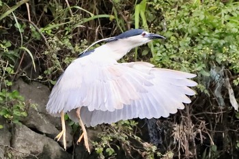 ゴイサギ 田川 2019年7月12日(金)