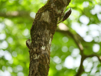 Eurasian Treecreeper Yanagisawa Pass Tue, 6/4/2019