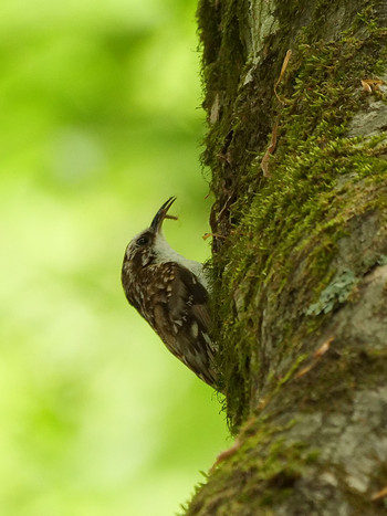 Eurasian Treecreeper Yanagisawa Pass Tue, 6/4/2019