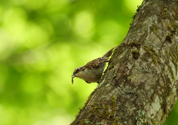 Eurasian Treecreeper Yanagisawa Pass Tue, 6/4/2019