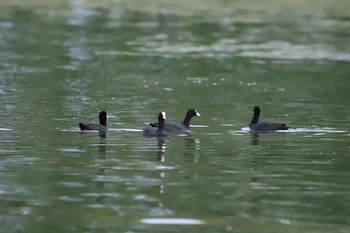 オオバン 琵琶湖 2019年7月13日(土)