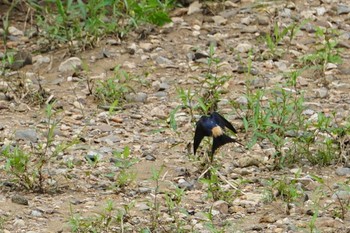 Red-rumped Swallow 平成榛原子供のもり公園 Fri, 7/12/2019