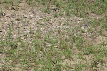 Red-rumped Swallow 平成榛原子供のもり公園 Fri, 7/12/2019