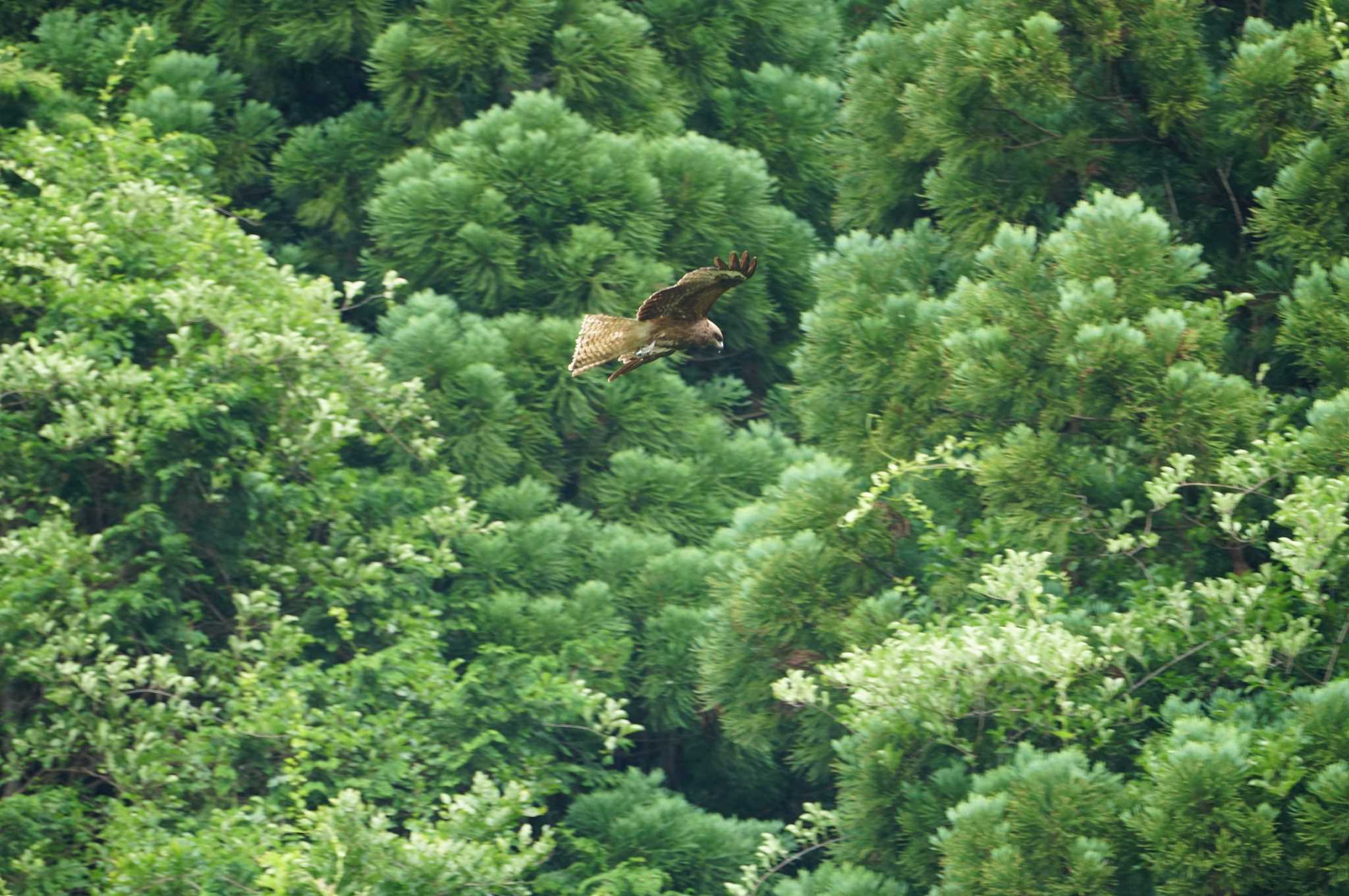 平成榛原子供のもり公園 トビの写真 by マル