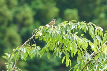 ホオジロ 平成榛原子供のもり公園 2019年7月12日(金)