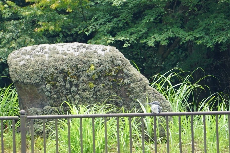 Photo of Crested Kingfisher at 平成榛原子供のもり公園 by マル