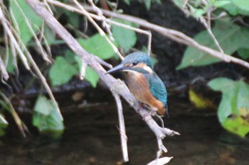 Common Kingfisher 境川遊水地公園 Sat, 7/13/2019