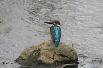 Common Kingfisher 境川遊水地公園 Sat, 7/13/2019