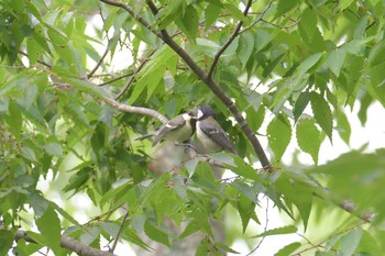 シジュウカラ 滋賀県希望が丘文化公園 2019年7月13日(土)