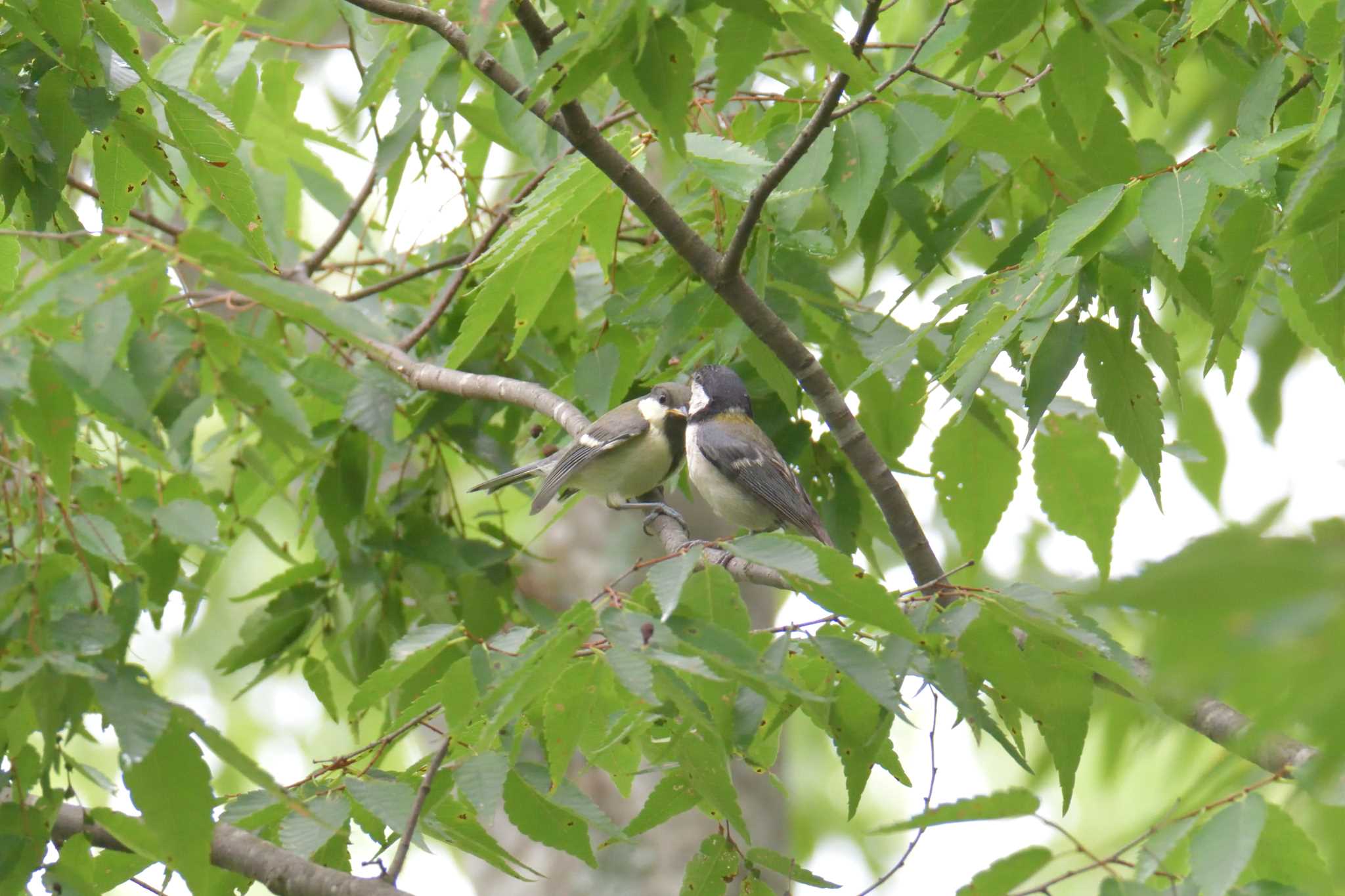 Japanese Tit