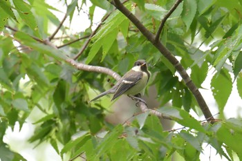 シジュウカラ 滋賀県希望が丘文化公園 2019年7月13日(土)