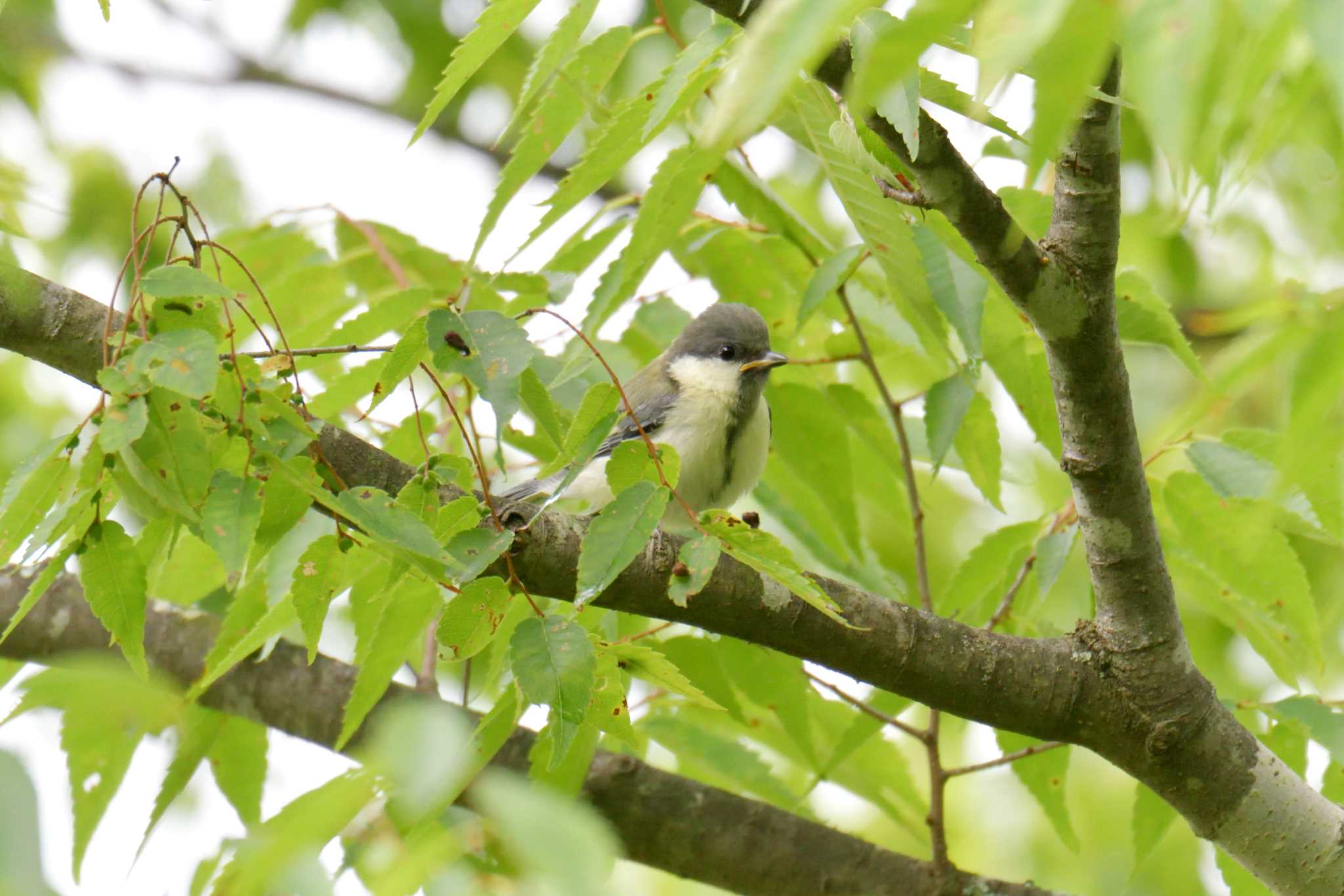 Japanese Tit