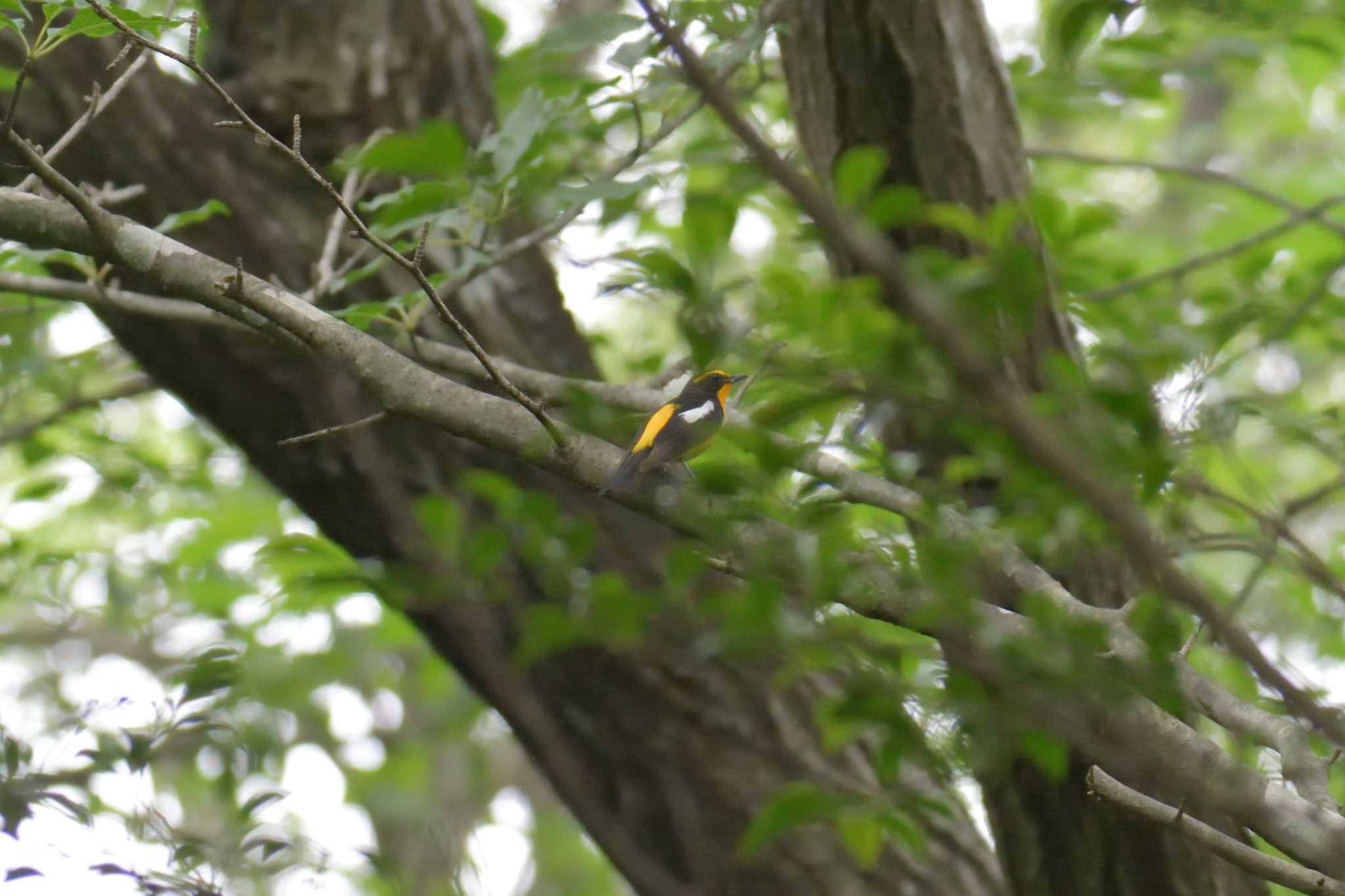 Photo of Narcissus Flycatcher at 滋賀県希望が丘文化公園 by masatsubo