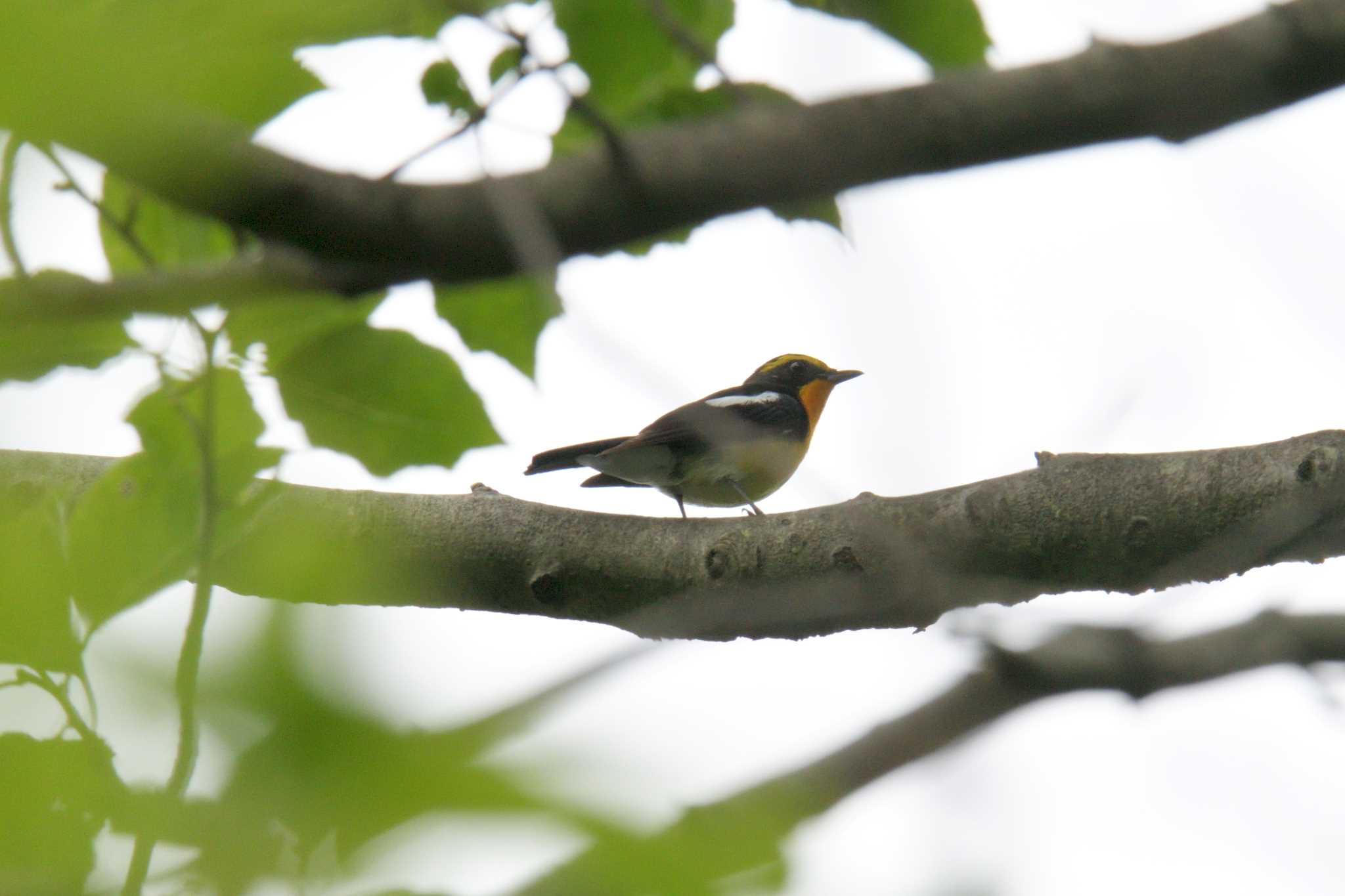 Narcissus Flycatcher