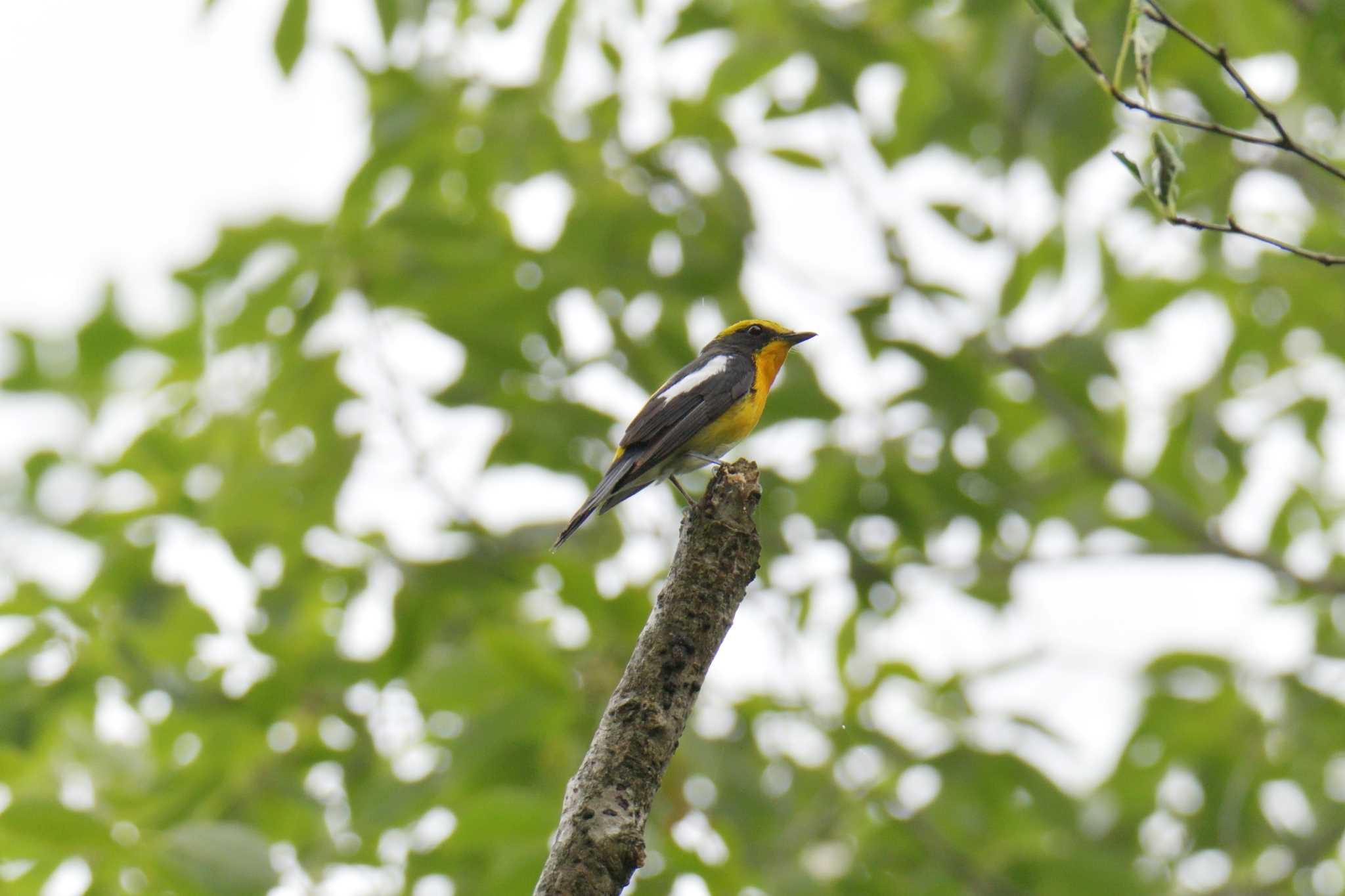 Photo of Narcissus Flycatcher at 滋賀県希望が丘文化公園 by masatsubo