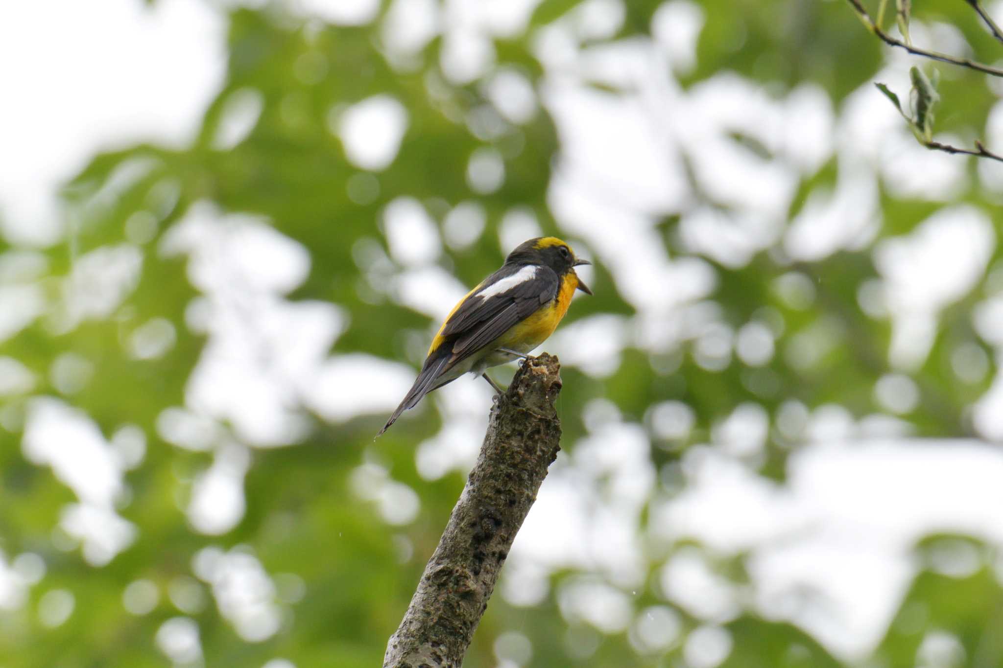 Narcissus Flycatcher