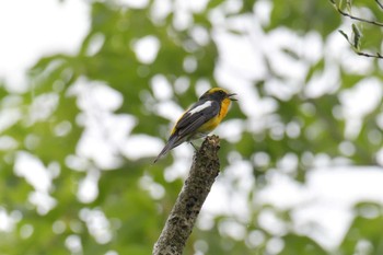 キビタキ 滋賀県希望が丘文化公園 2019年7月13日(土)