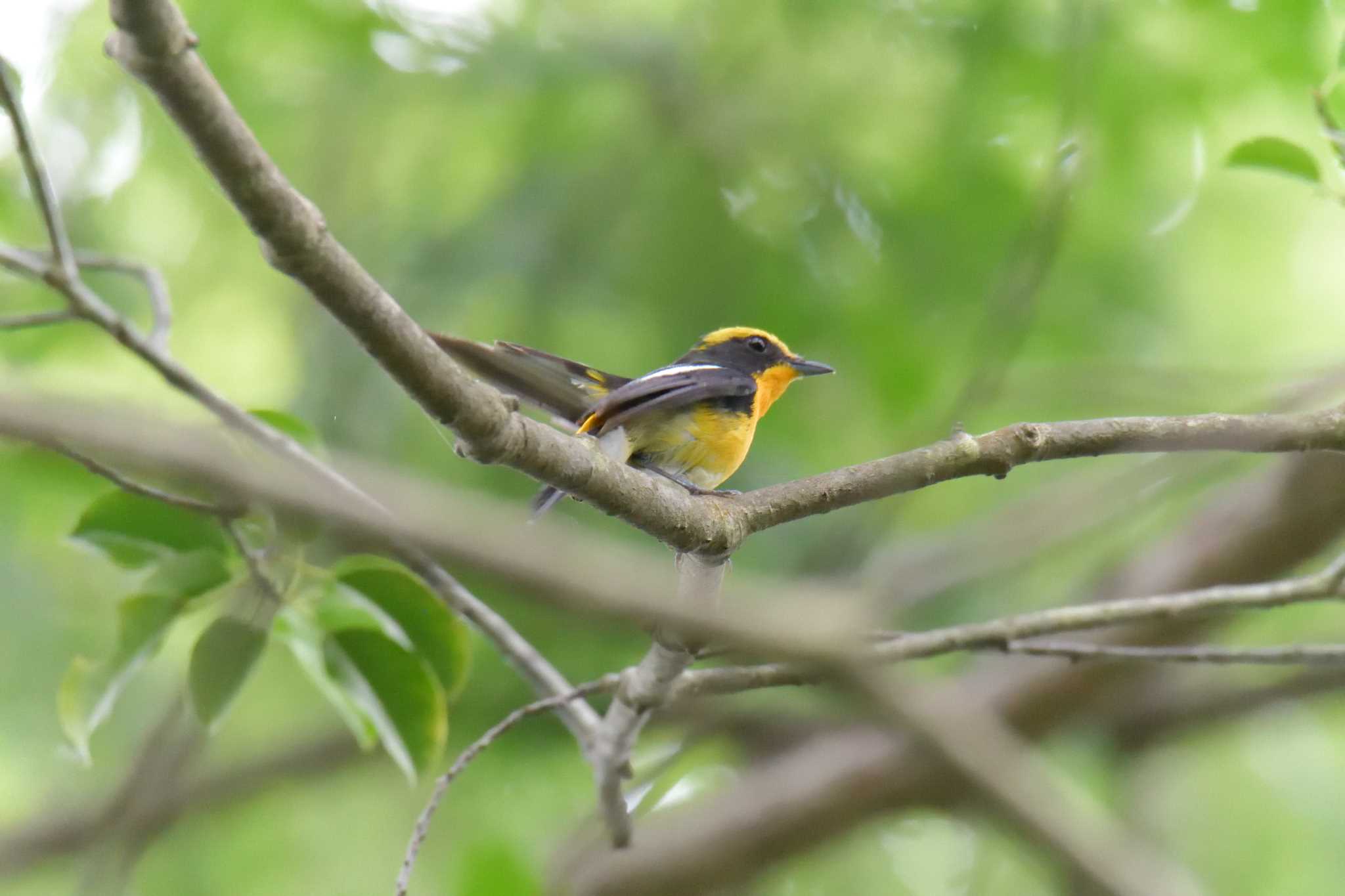 Narcissus Flycatcher