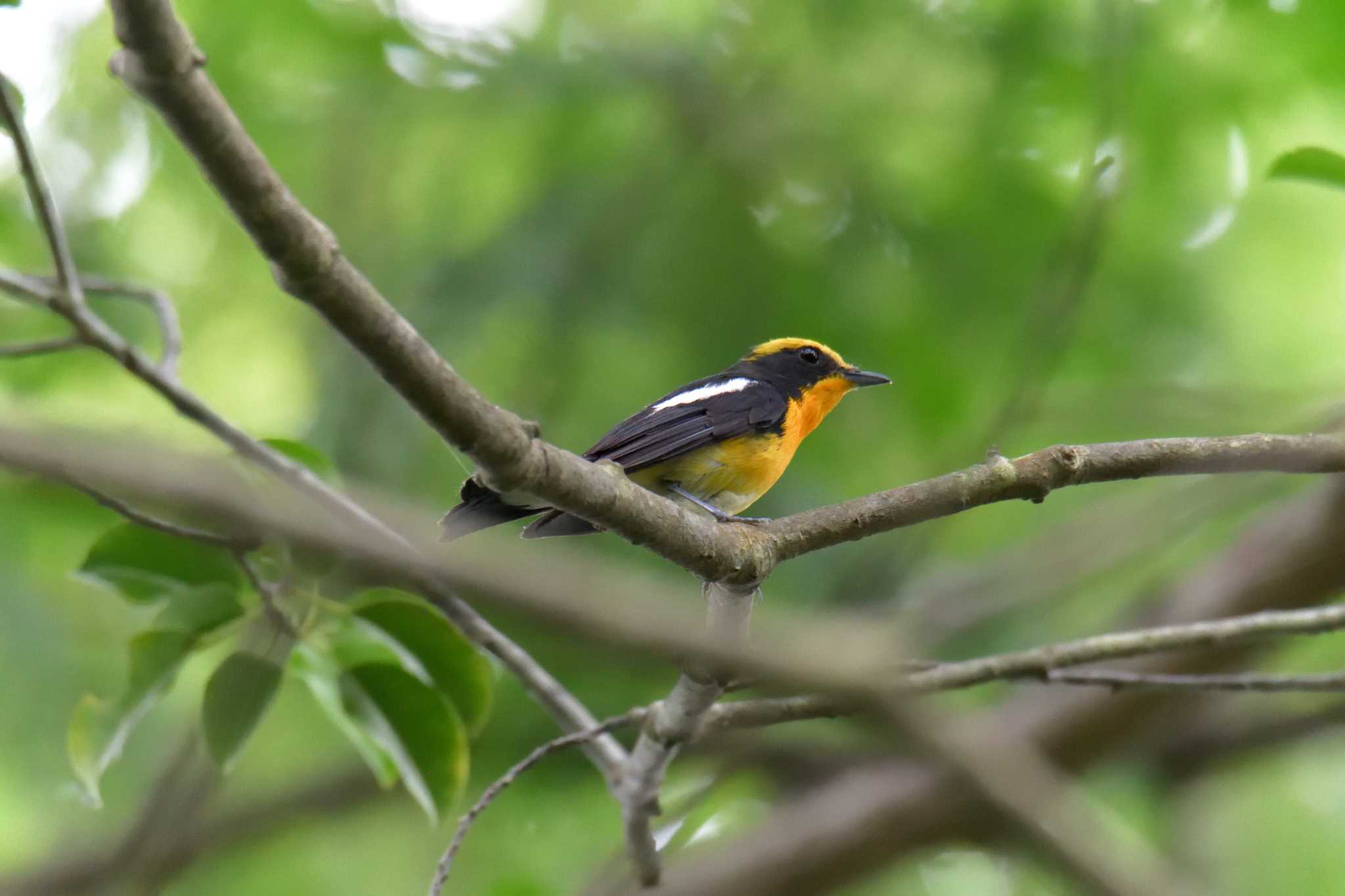 Narcissus Flycatcher