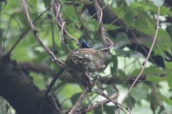 サンコウチョウ 森戸川源流 2019年7月13日(土)