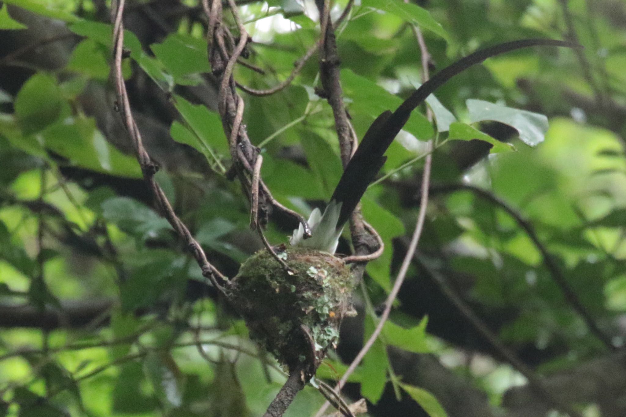 Black Paradise Flycatcher