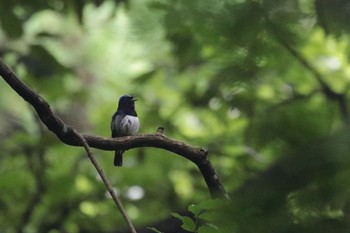 オオルリ 森戸川源流 2019年7月13日(土)