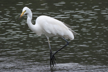 チュウダイサギ 東京港野鳥公園 2019年7月13日(土)