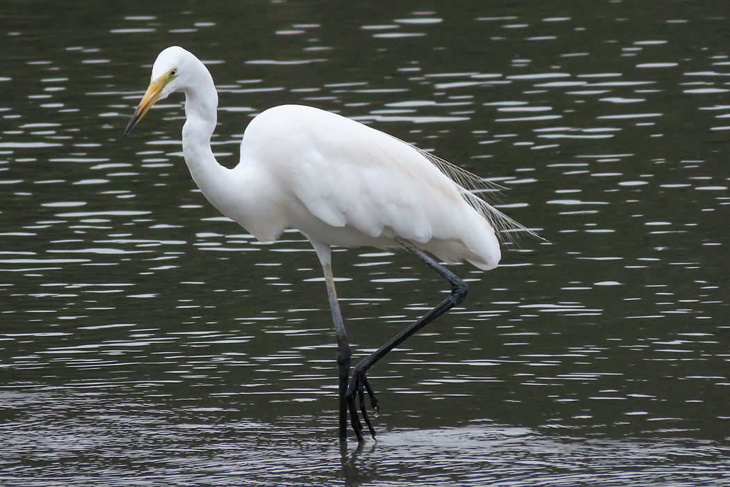 Photo of Great Egret(modesta)  at Tokyo Port Wild Bird Park by ぴくるす