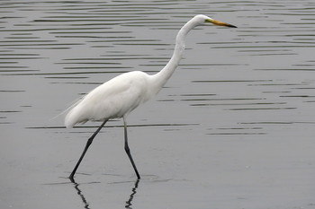 チュウダイサギ 東京港野鳥公園 2019年7月13日(土)