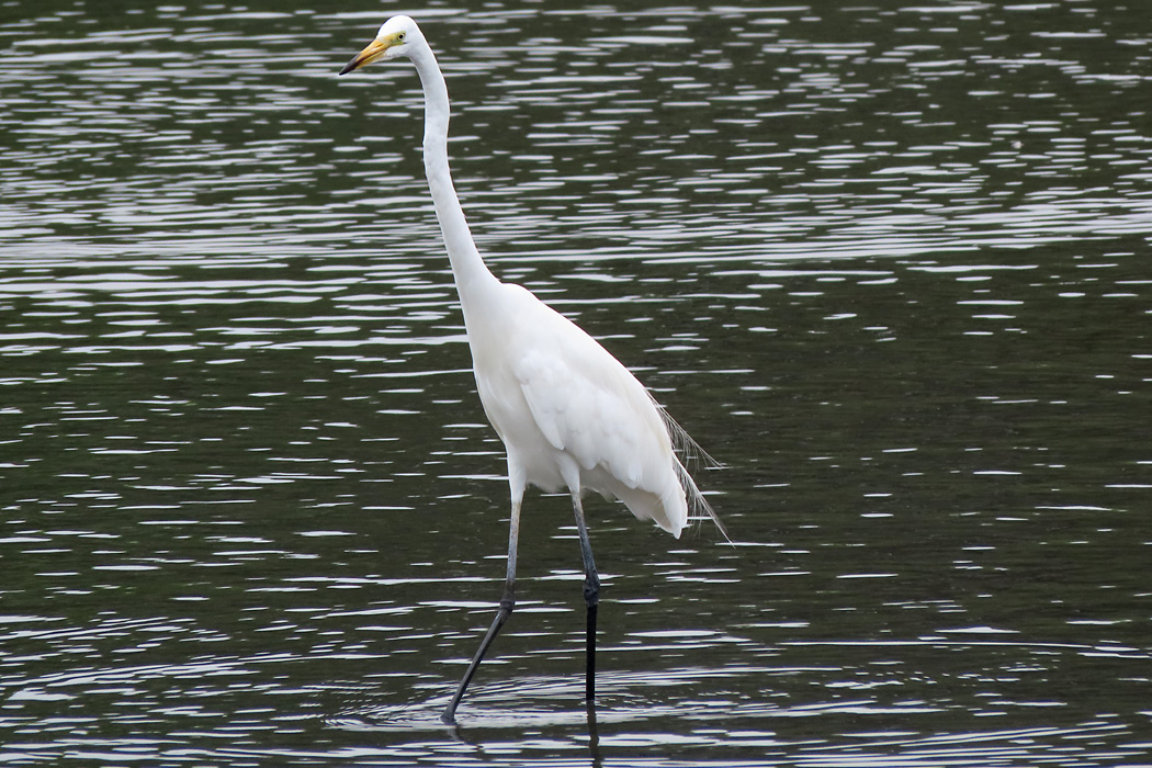 Photo of Great Egret(modesta)  at Tokyo Port Wild Bird Park by ぴくるす