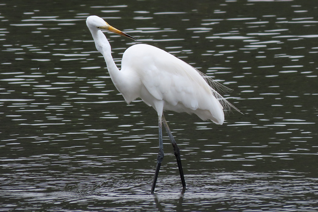 東京港野鳥公園 チュウダイサギの写真 by ぴくるす