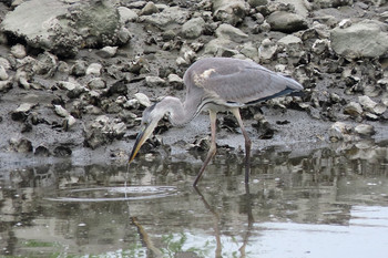 アオサギ 東京港野鳥公園 2019年7月13日(土)