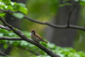 スズメ 東京港野鳥公園 2019年7月13日(土)