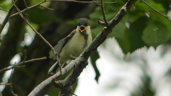 2019年7月13日(土) 北大研究林(北海道大学苫小牧研究林)の野鳥観察記録